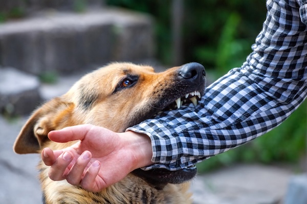 Georgia Dog Bite Attorney