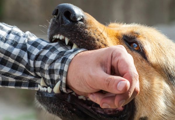 Dog Biting Arm